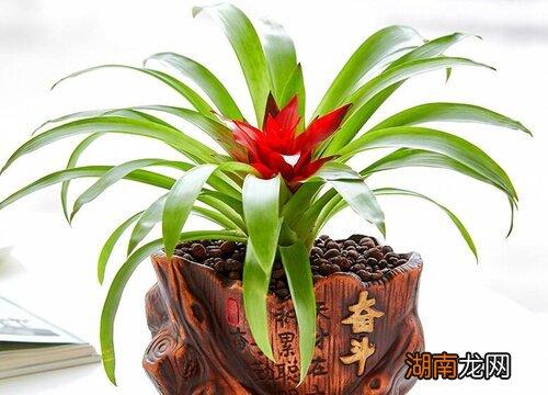 73属牛养什么植物旺财