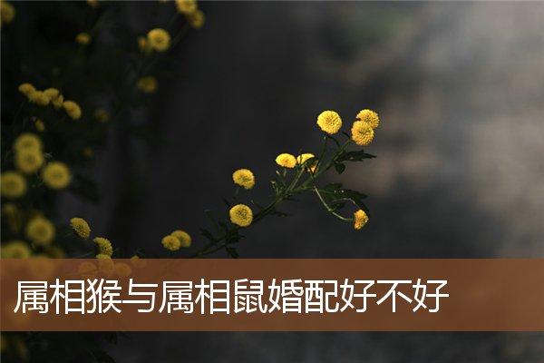 属相猴与属相鼠婚配好不好