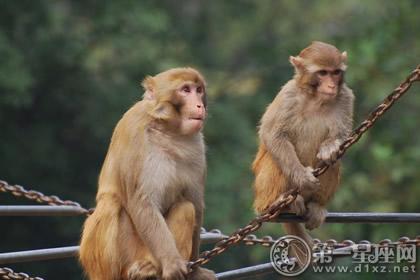 搬家吉日解说:冲猴煞北是什么意思