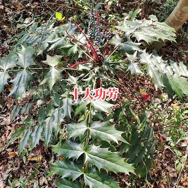 十大功劳别名刺黄连,山黄芩,土黄柏.属小檗科植物,根茎味苦性 - 抖音