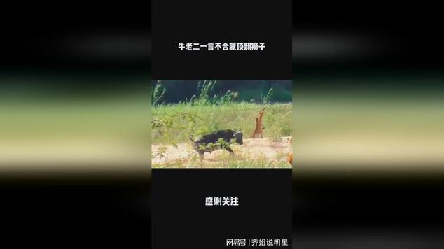 牛老二一言不合就顶翻狮子|野生动物|动物捕食|底特律老虎_网易视频