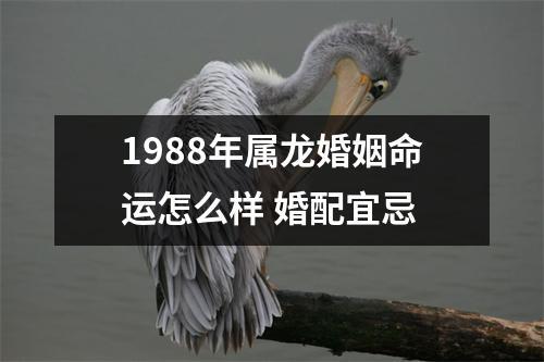 1988年属龙婚姻命运怎么样 婚配宜忌