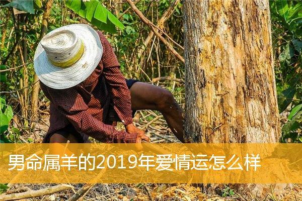 男命属羊的2023年爱情运怎么样