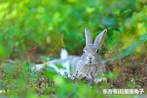 因为害怕被伤害,就不想恋爱的属兔女