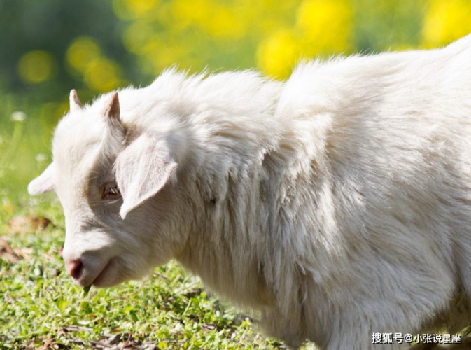 性格温柔的4大生肖生肖狗上榜最后一个温柔大方