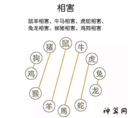 朋友生肖相害,属相不合可以做朋友吗-神算网