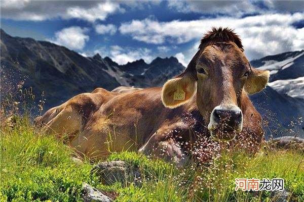 属牛人下半年运势 属牛人下半年运势怎么样