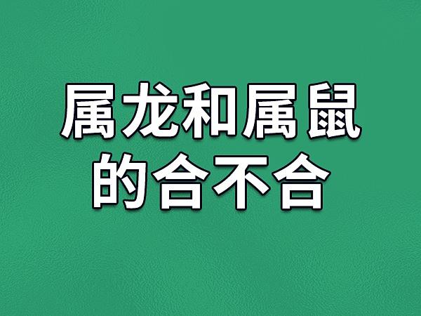 属龙和属鼠的合不合